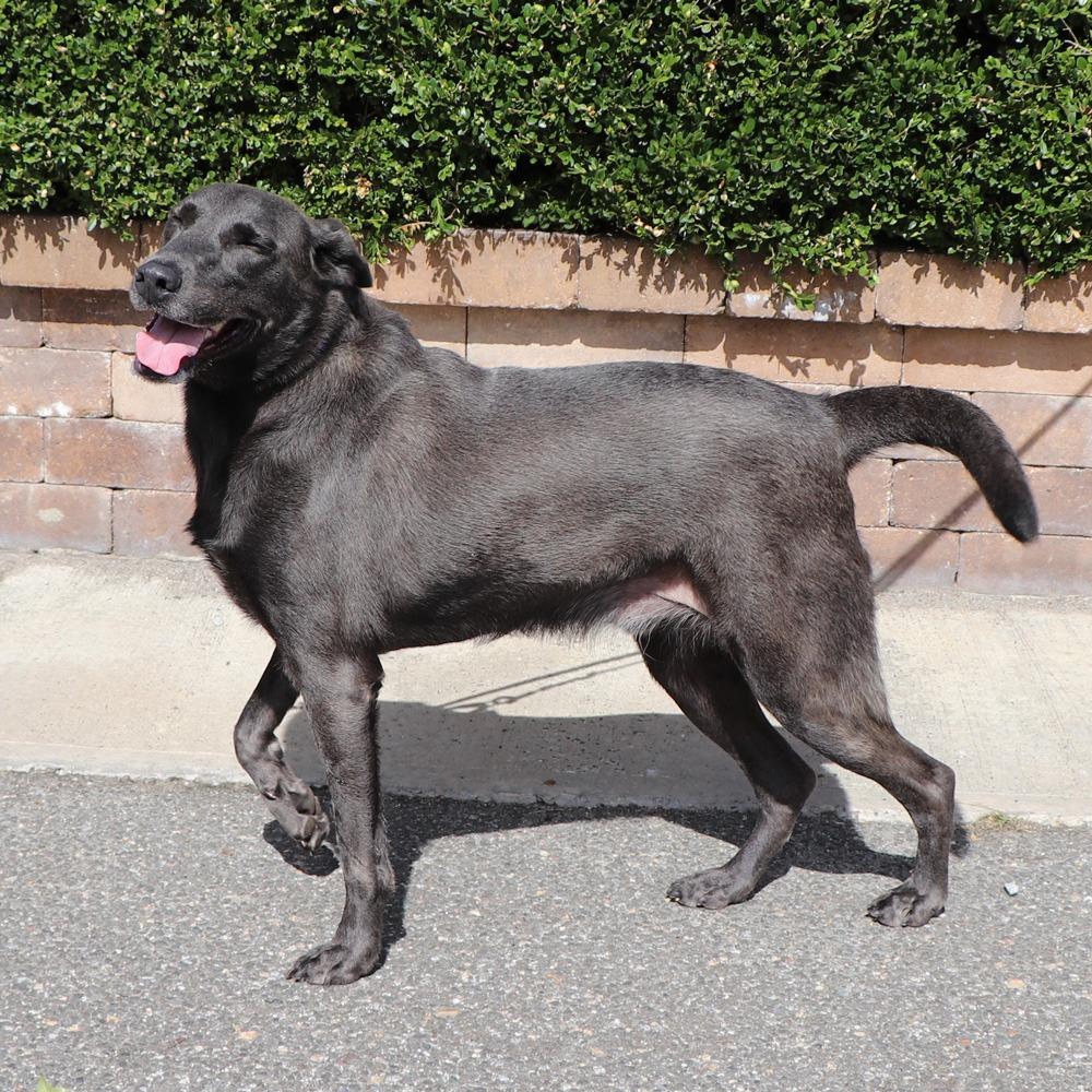 Enlarge LA3590 Ash, a Adoptable Labrador Retriever in Port Washington, NY image 2/3