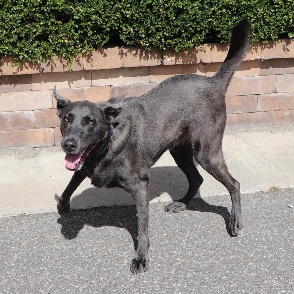 Enlarge LA3590 Ash, a Adoptable Labrador Retriever in Port Washington, NY image 3/3