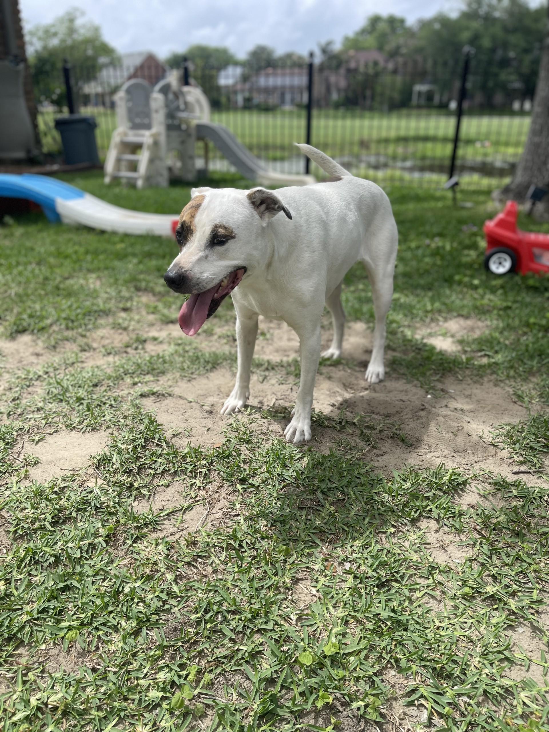Callie (In Foster) photo 2
