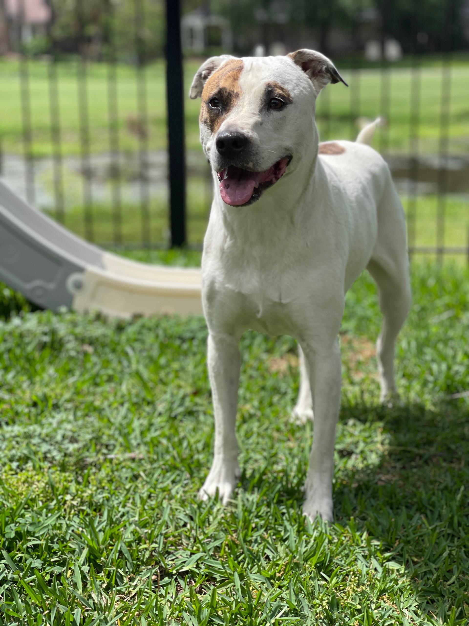 Callie (In Foster) photo 1