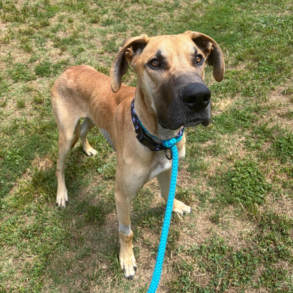 Enlarge Scooby, a Adoptable Great Dane in Nashville, TN image 1/4
