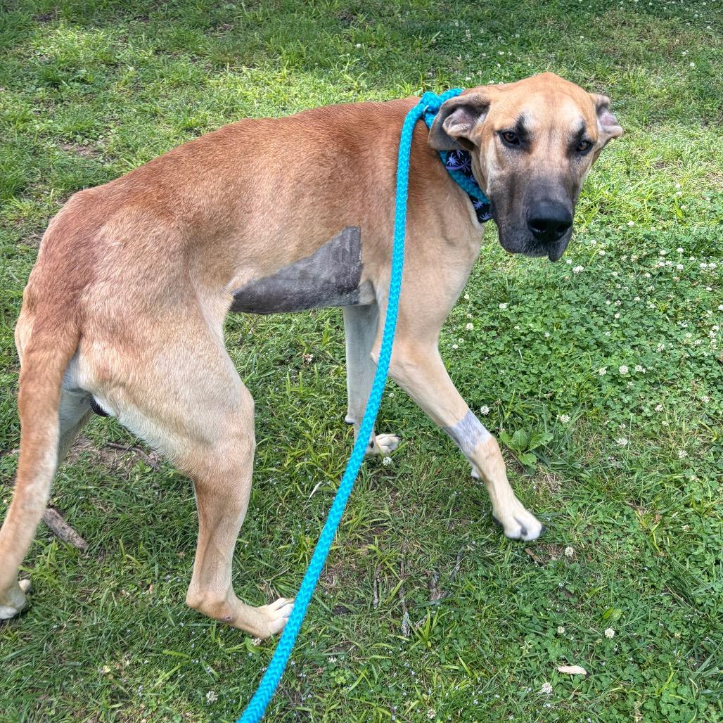 Enlarge Scooby, a Adoptable Great Dane in Nashville, TN image 2/4