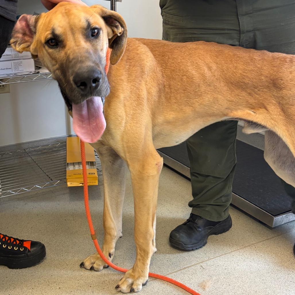 Enlarge Scooby, a Adoptable Great Dane in Nashville, TN image 3/4