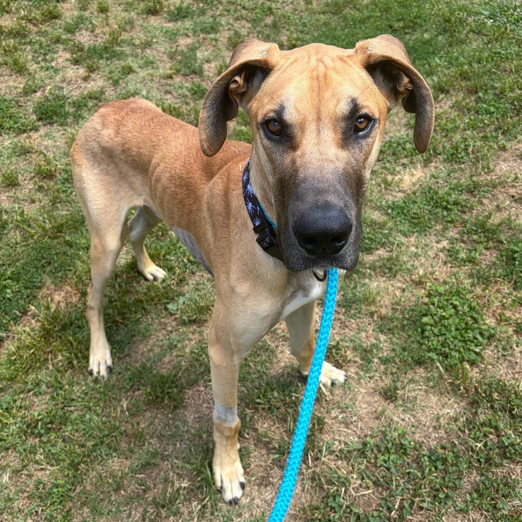 Enlarge Scooby, a Adoptable Great Dane in Nashville, TN image 4/4