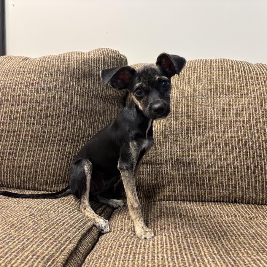 Enlarge Sugar Cookie, a Adoptable Chihuahua in Hattiesburg, MS image 1/3