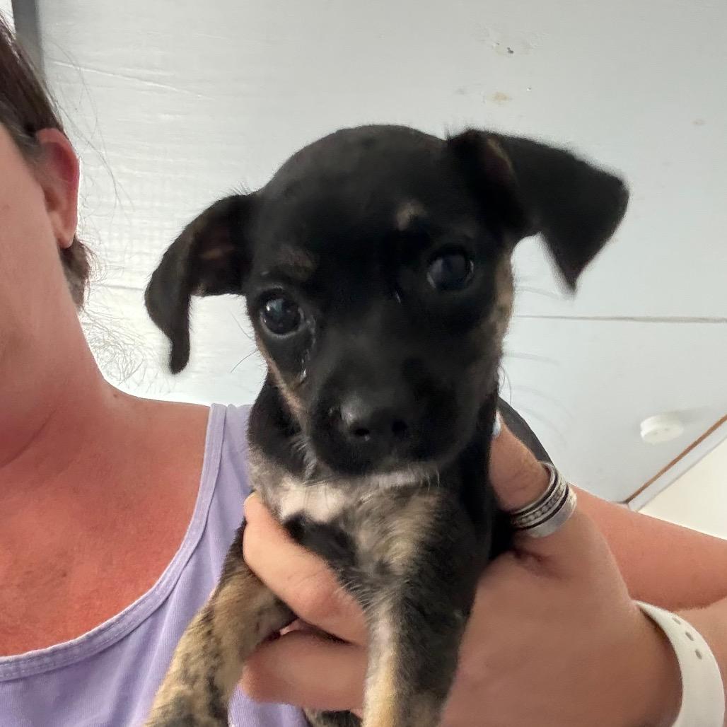 Enlarge Sugar Cookie, a Adoptable Chihuahua in Hattiesburg, MS image 2/3