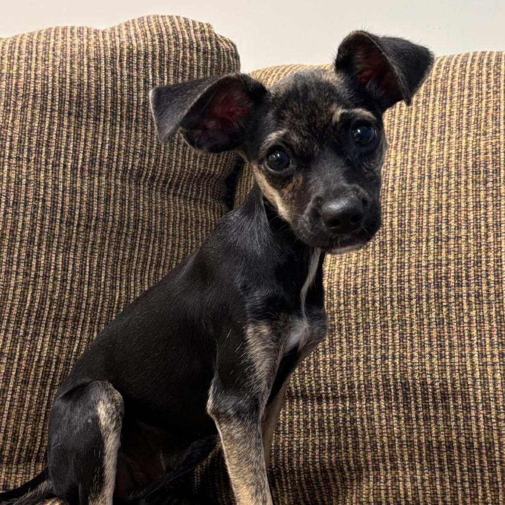 Enlarge Sugar Cookie, a Adoptable Chihuahua in Hattiesburg, MS image 3/3