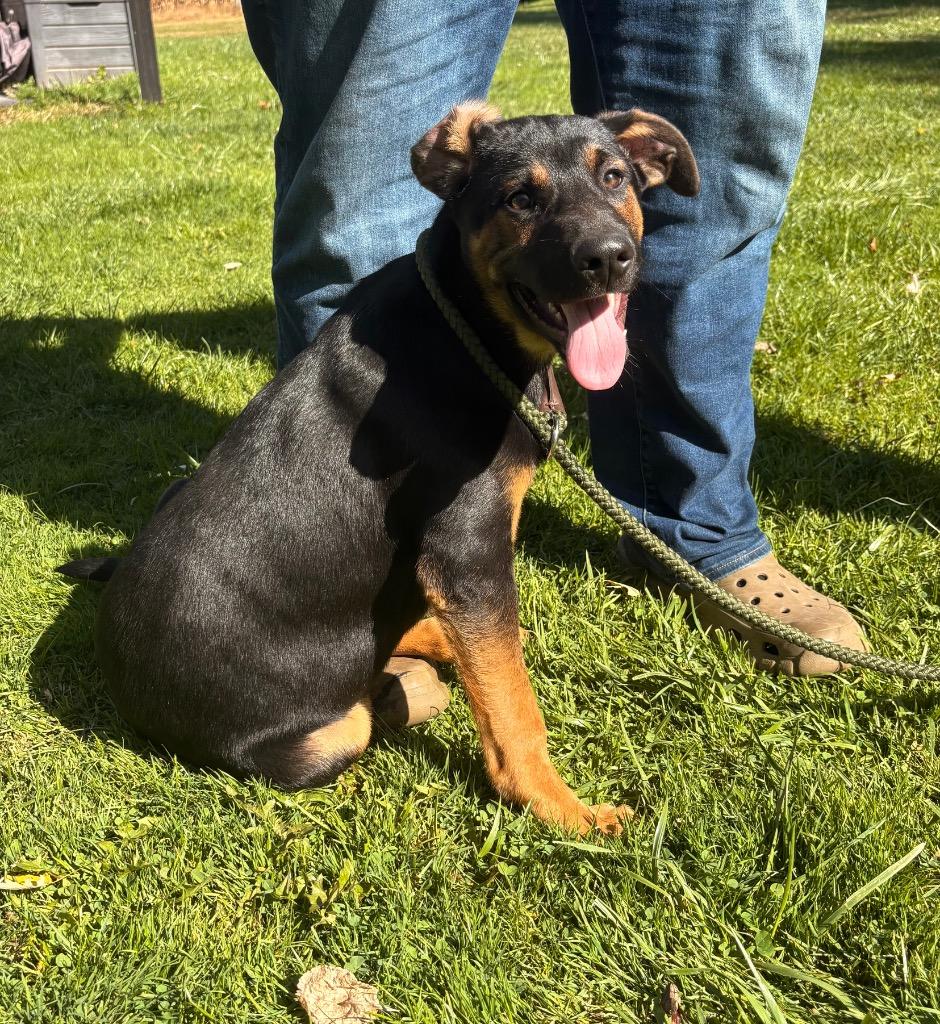 Steel, Adoptable, Puppy Male German Shepherd Dog.