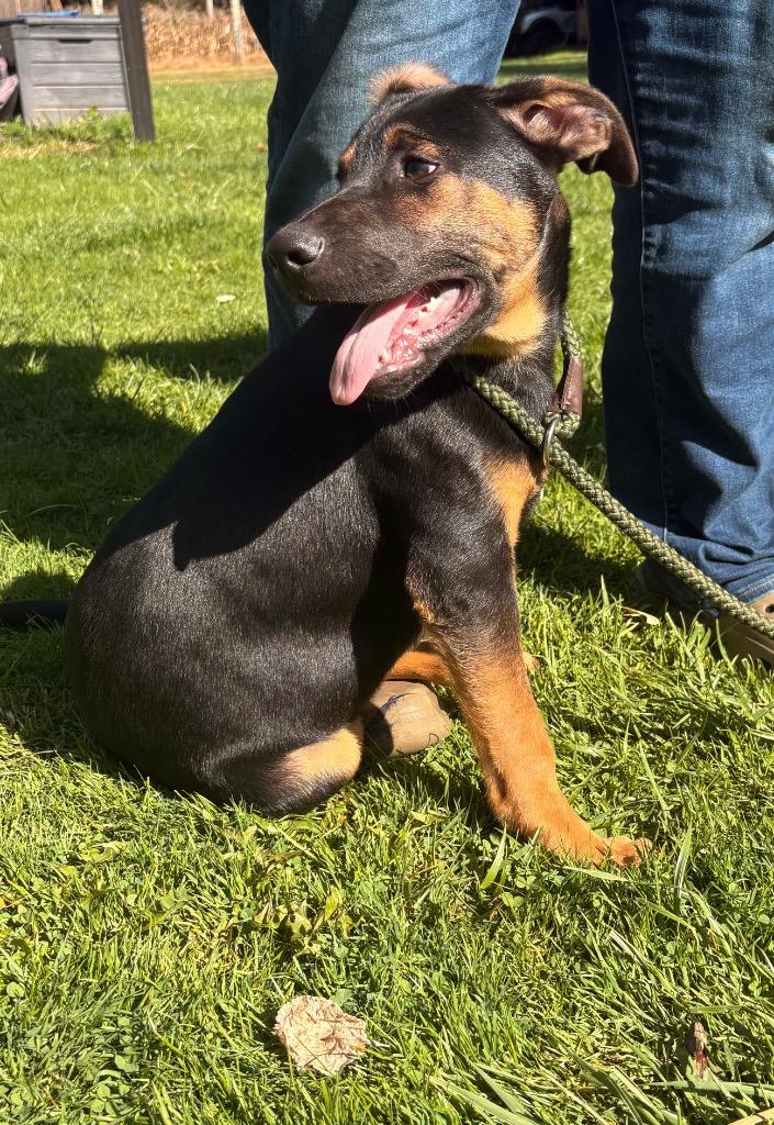 Enlarge Steel, a Adoptable mixed breed in Parsons, WV image 2/4