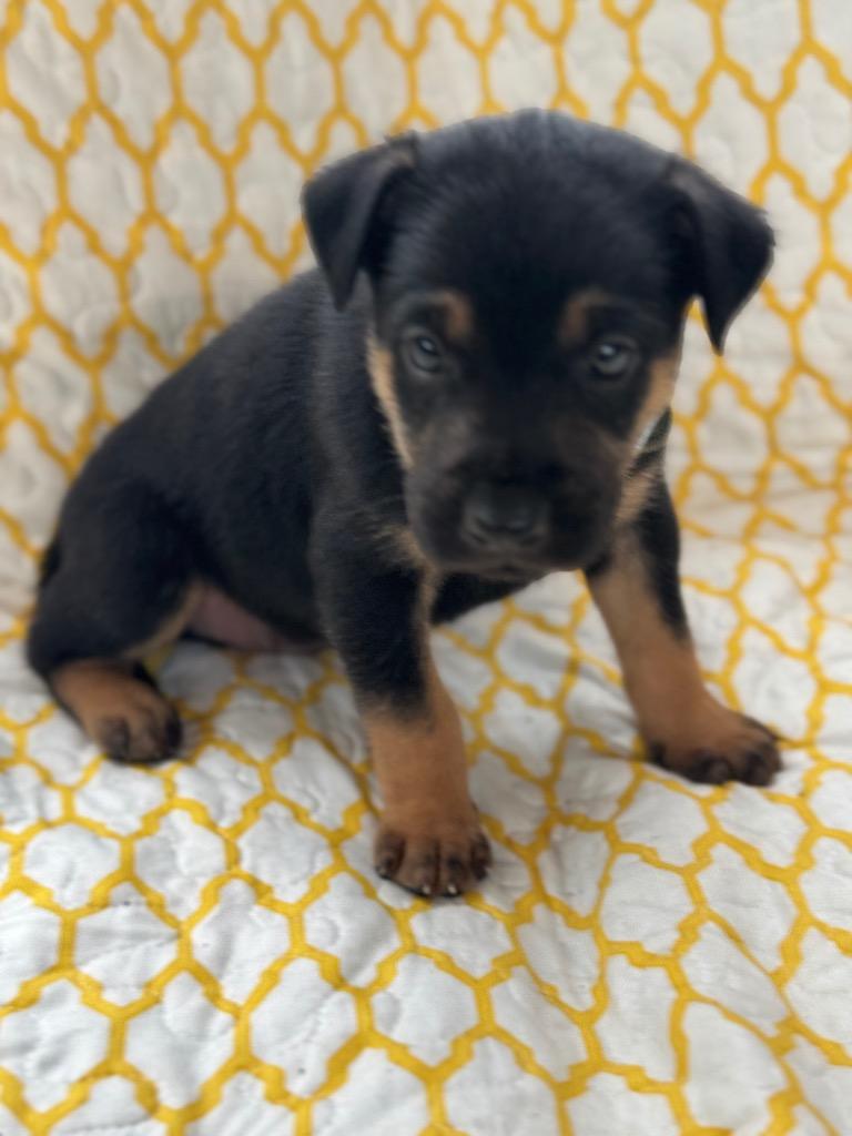 Enlarge Steel, a Adoptable mixed breed in Parsons, WV image 3/4