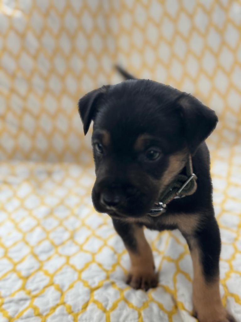 Enlarge Steel, a Adoptable mixed breed in Parsons, WV image 4/4