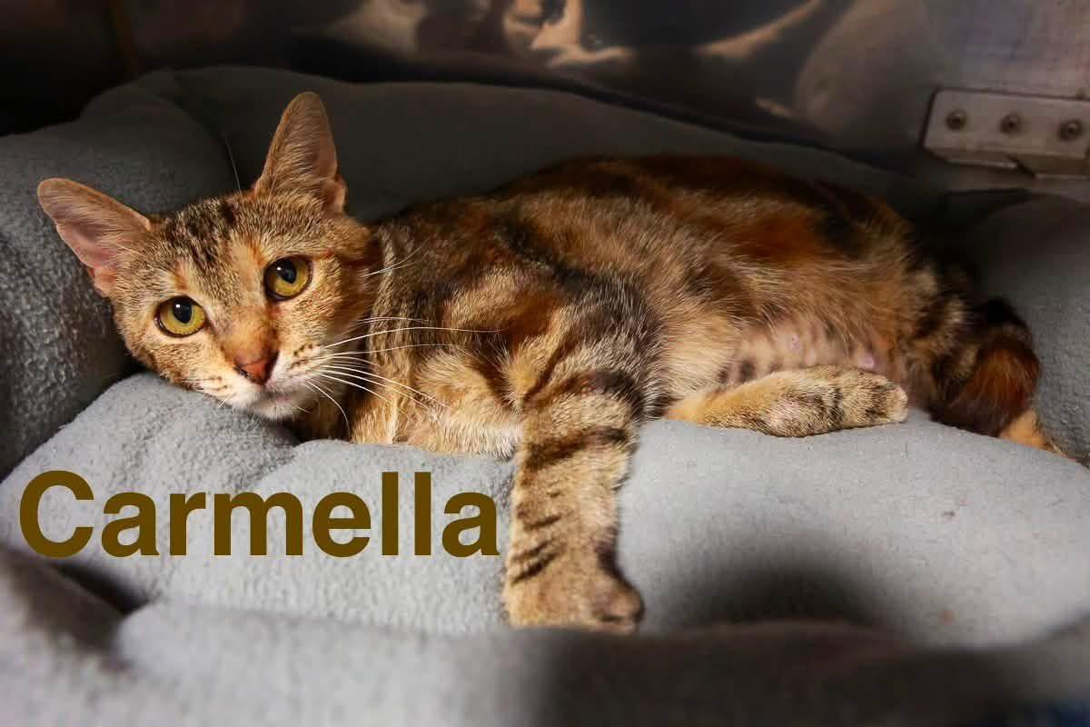 Enlarge Carmella, a Adoptable Domestic Short Hair in Loogootee, IN image 1/1