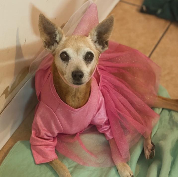 Sweetie, Adoptable, Adult Female Chihuahua.