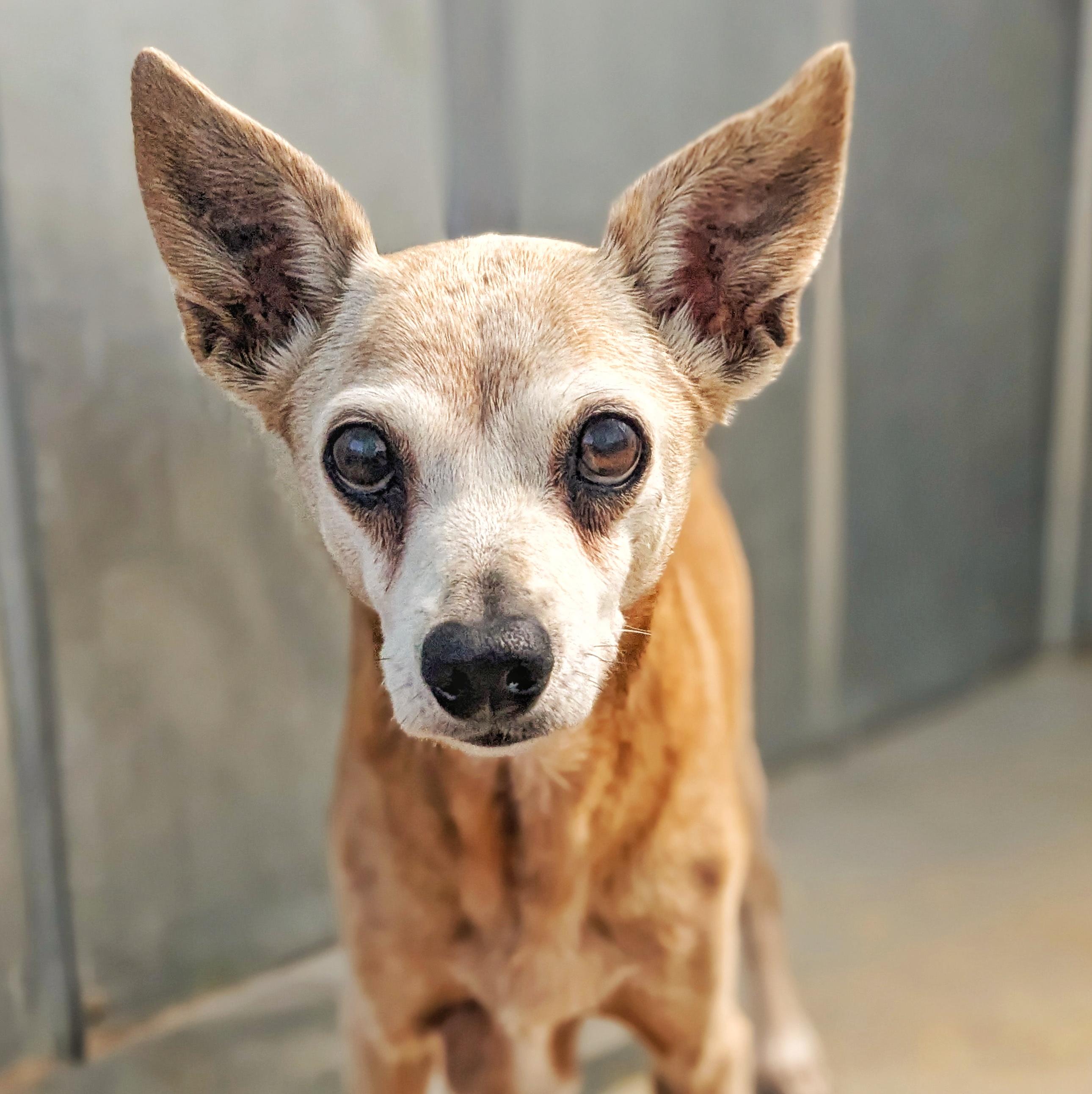Sweetie, Adult Female unknown