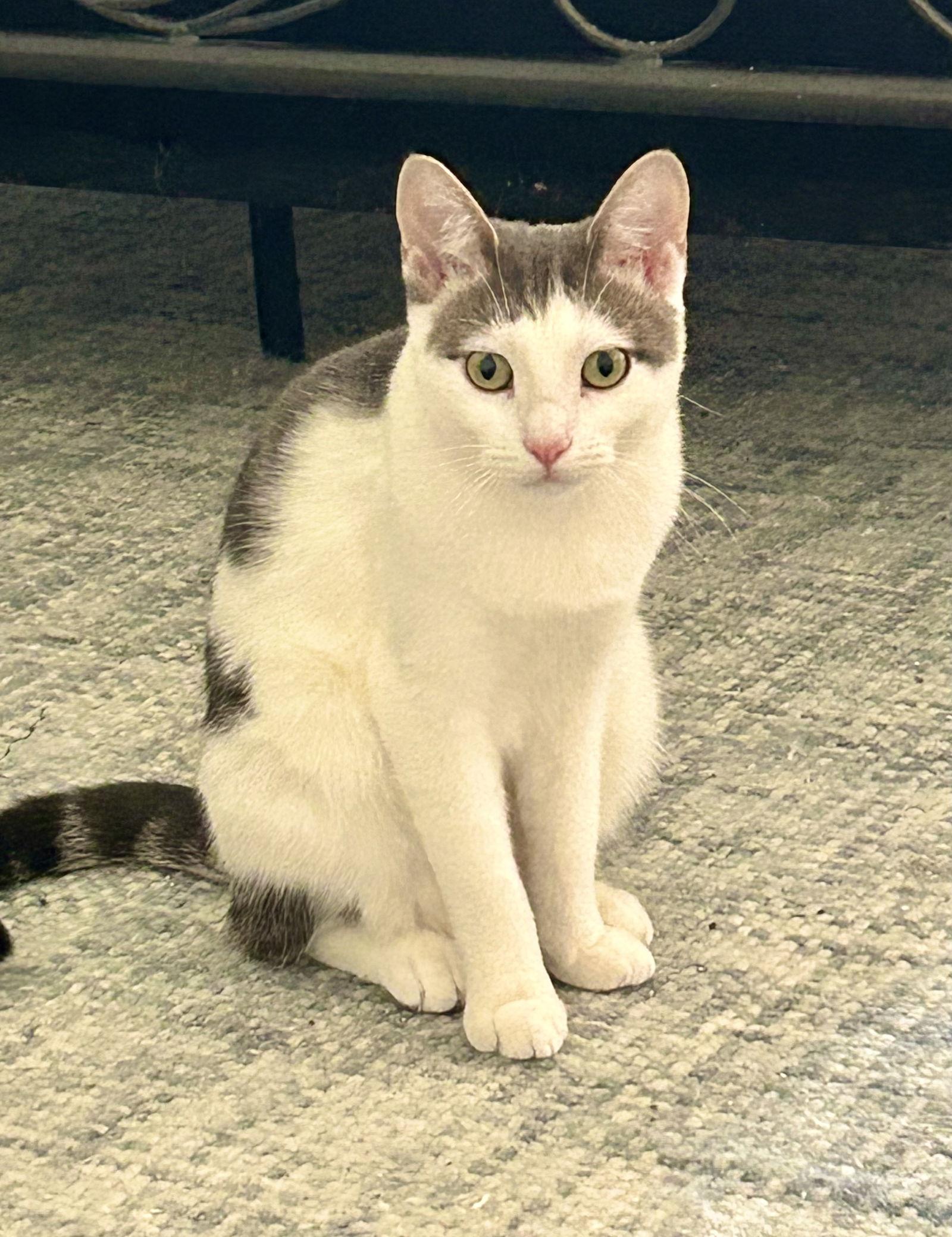 Enlarge Buttah, a Adoptable Domestic Short Hair in Brooklyn, NY image 1/3