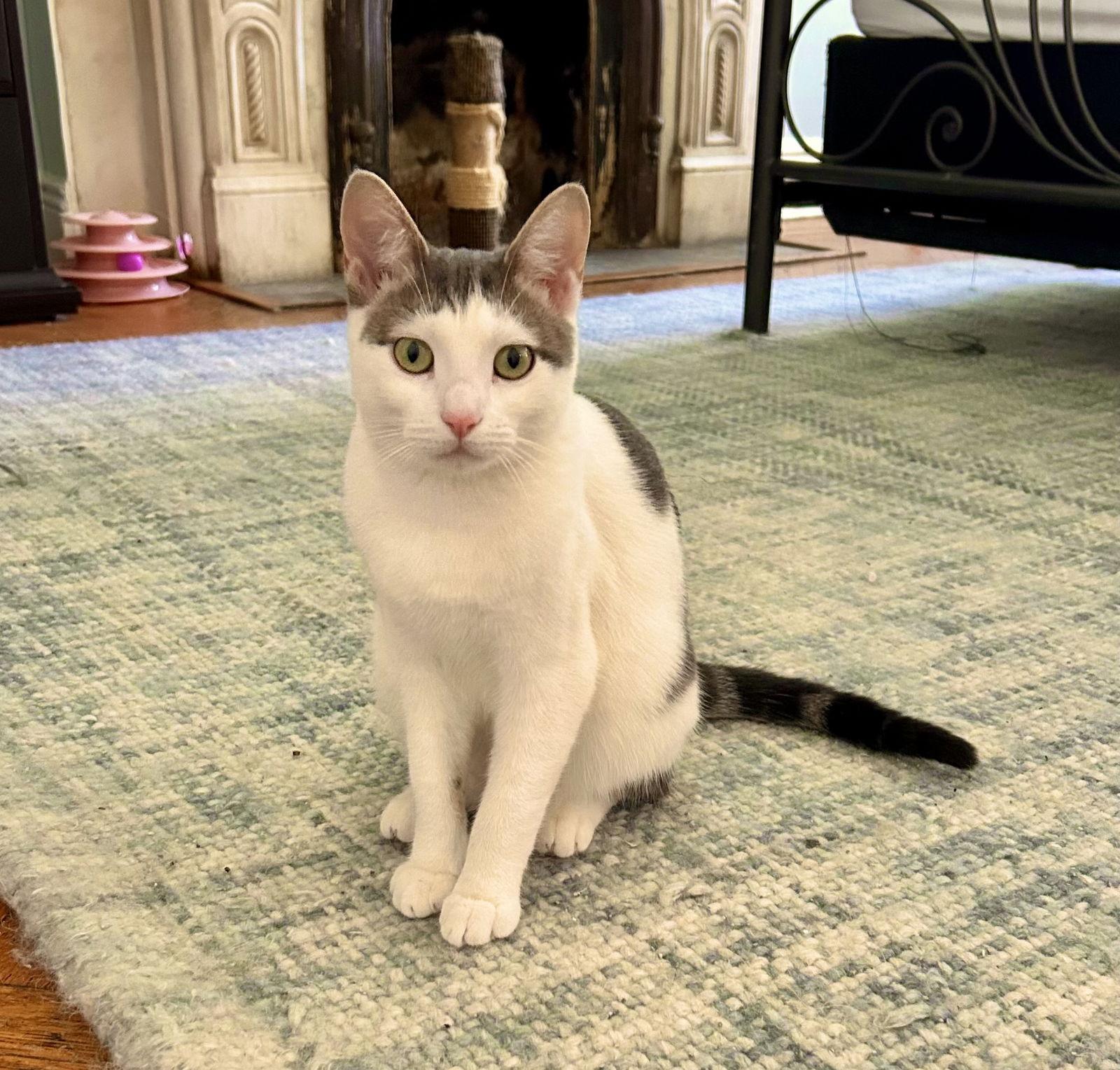 Enlarge Buttah, a Adoptable Domestic Short Hair in Brooklyn, NY image 2/3