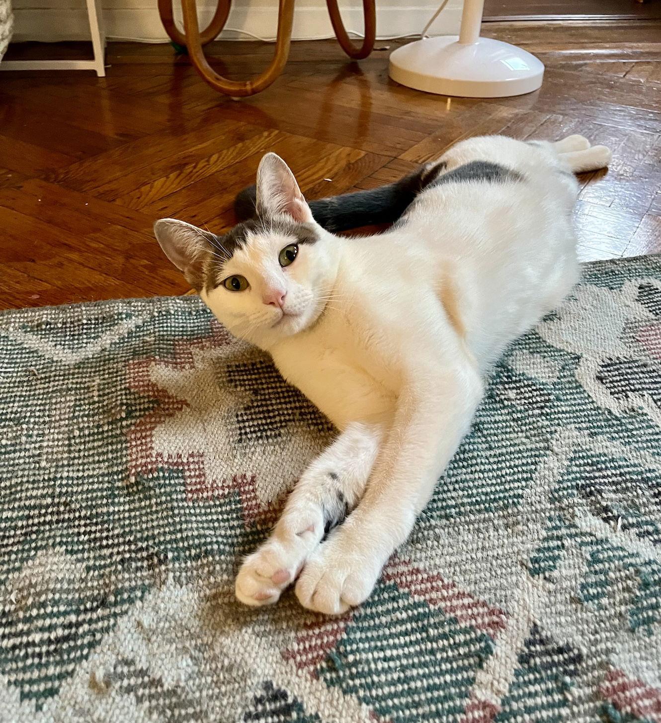 Enlarge Buttah, a Adoptable Domestic Short Hair in Brooklyn, NY image 3/3