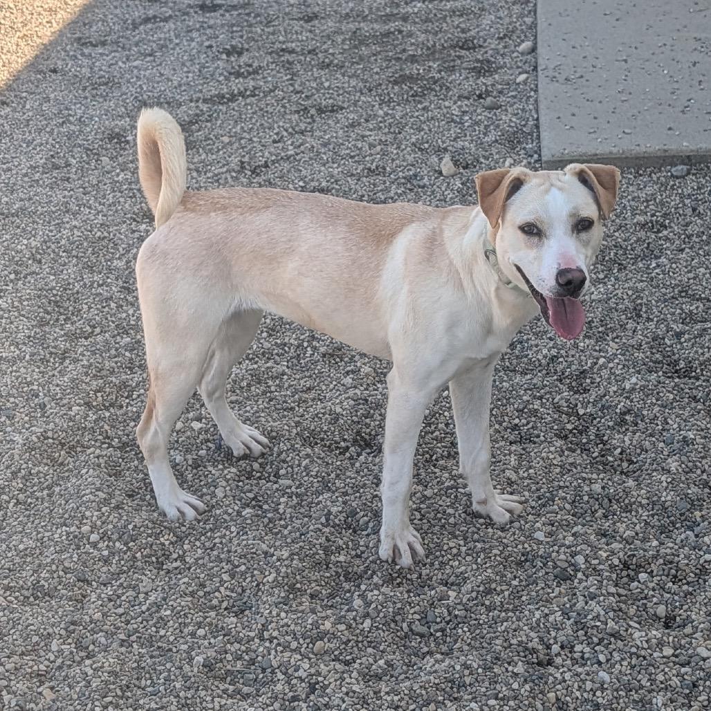 Enlarge Enchanted, a Adoptable mixed breed in Detroit Lakes, MN image 2/6