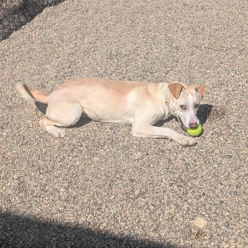 Enlarge Enchanted, a Adoptable mixed breed in Detroit Lakes, MN image 3/6
