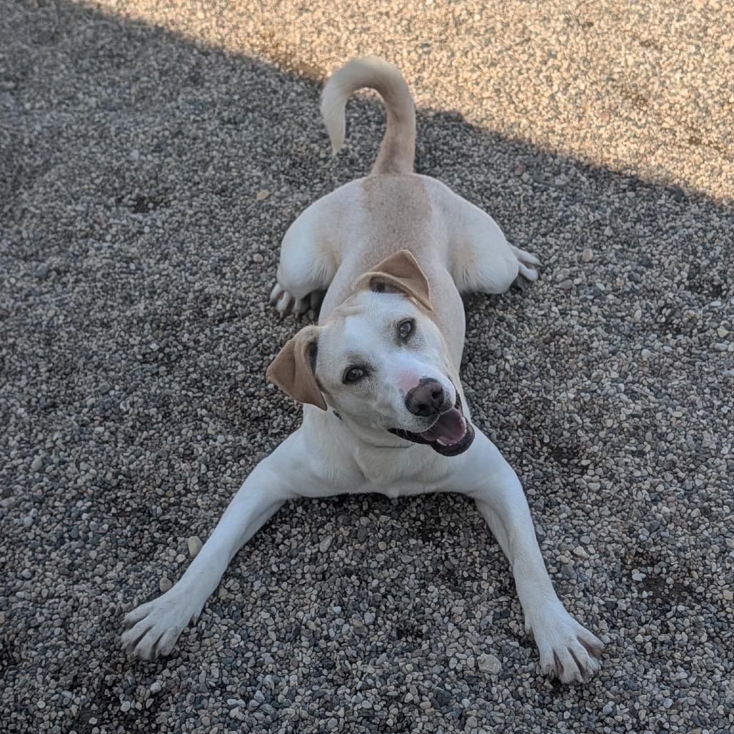 Enlarge Enchanted, a Adoptable mixed breed in Detroit Lakes, MN image 4/6