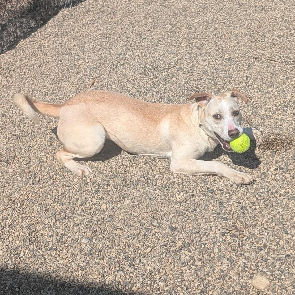 Enlarge Enchanted, a Adoptable mixed breed in Detroit Lakes, MN image 6/6