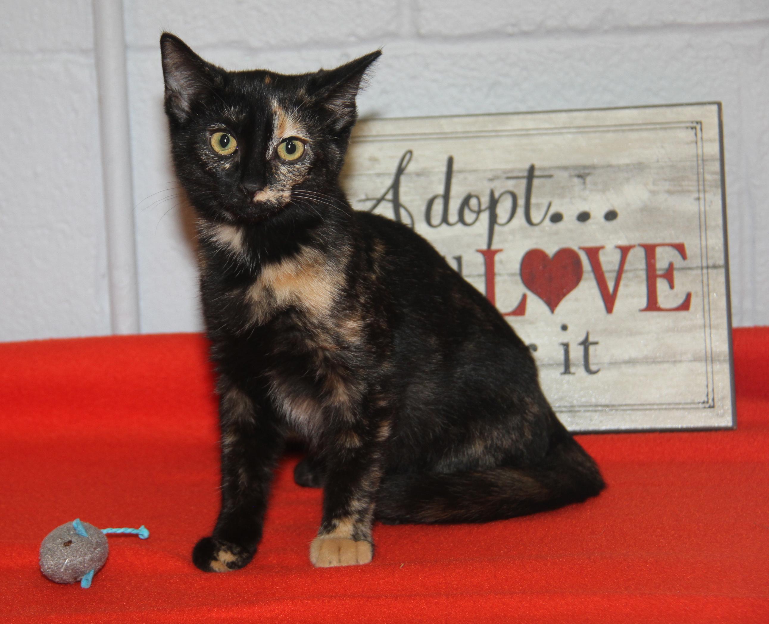 Bonded Cats Adoption: Double the Love, Twice the Joy