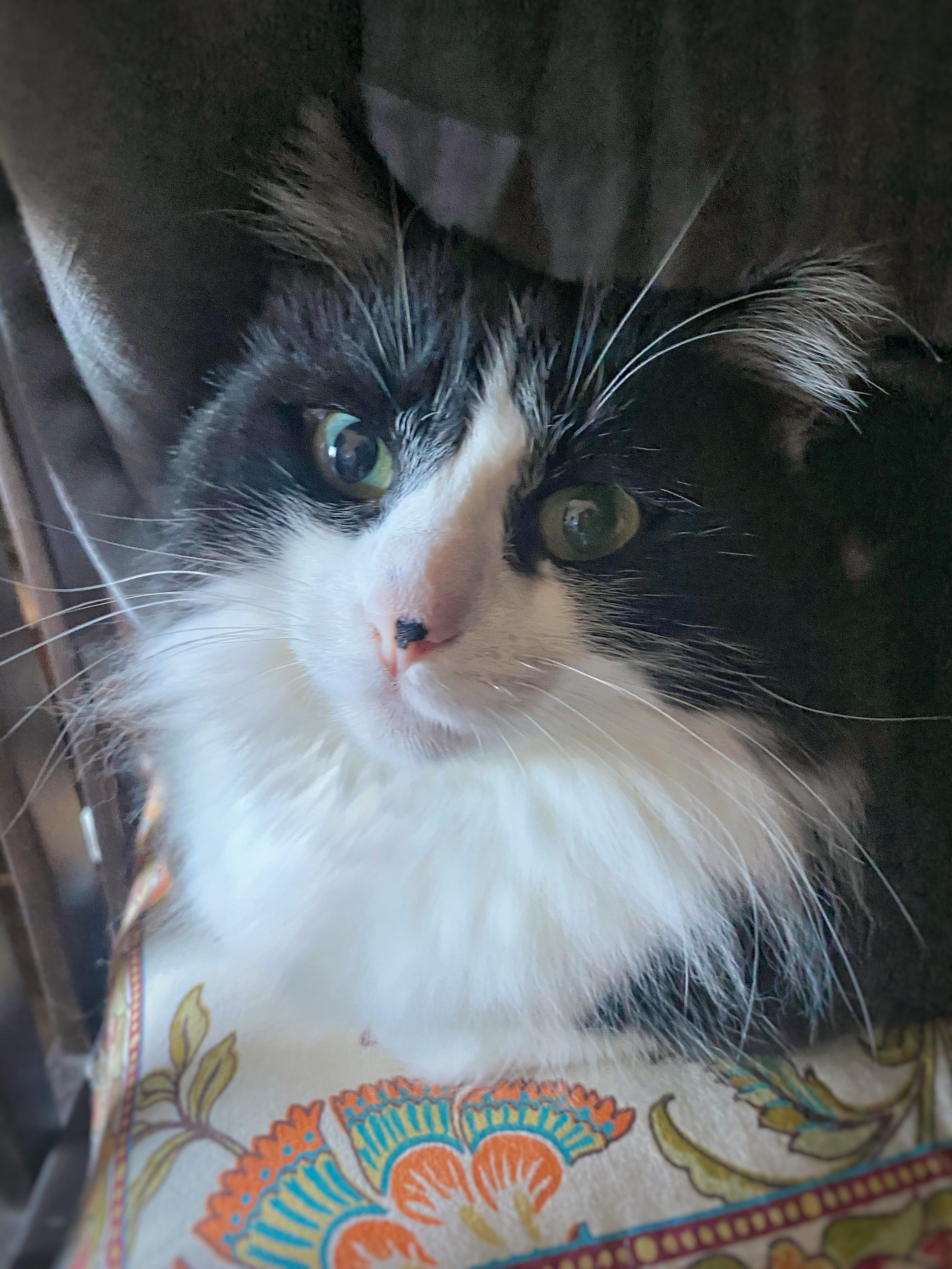 Dottie, Adoptable, Adult Female Domestic Long Hair.