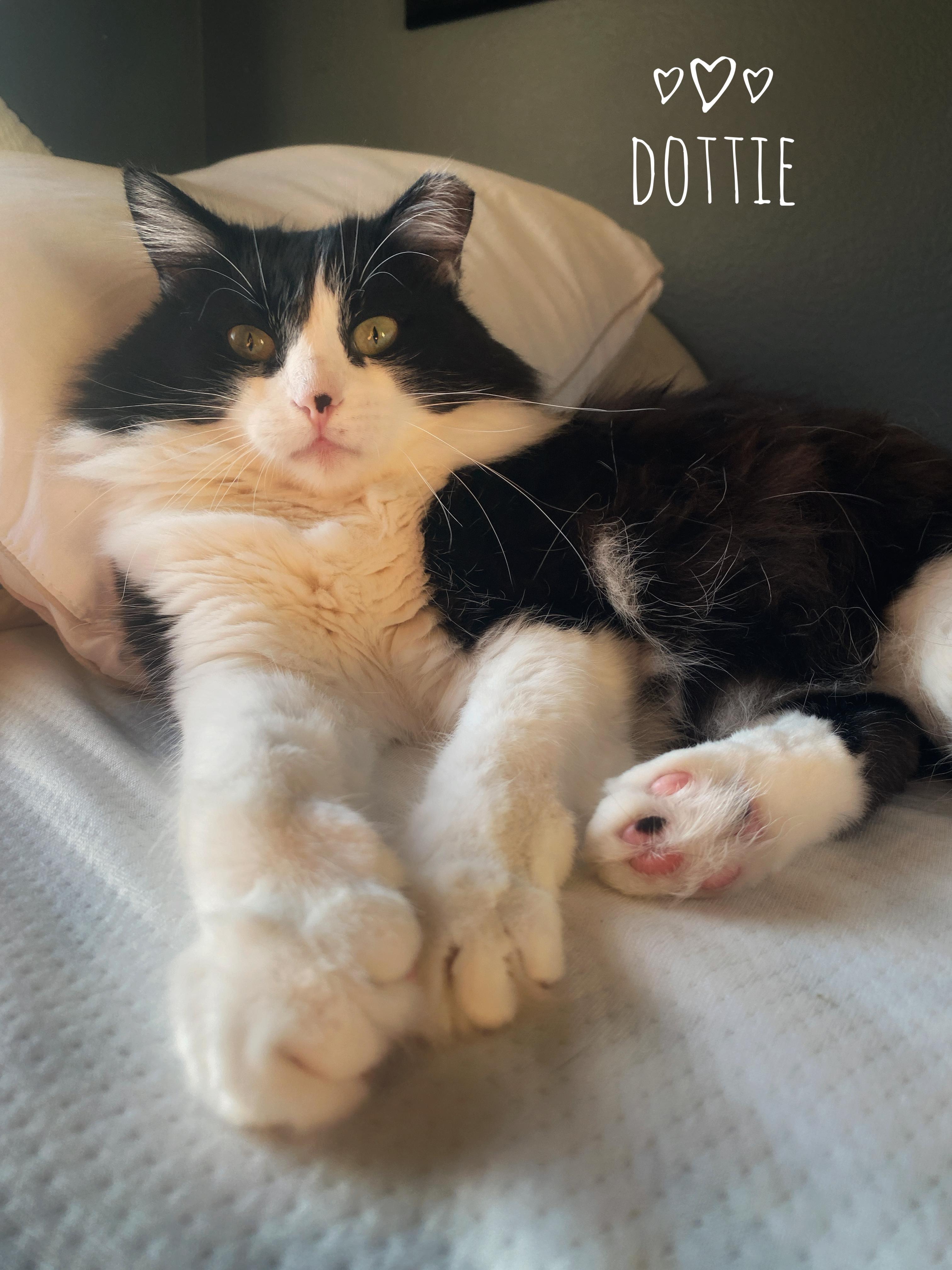 Dottie