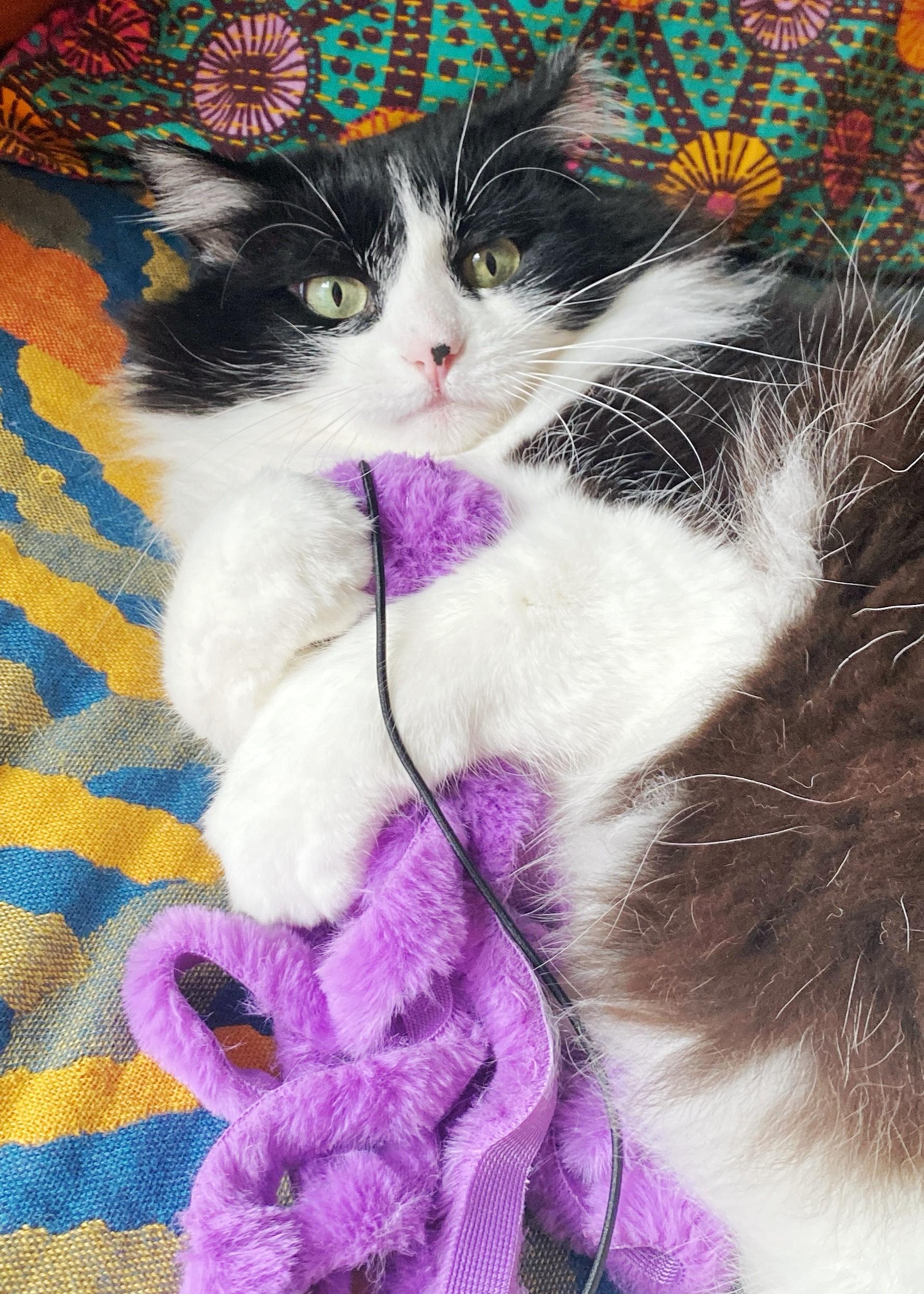 Enlarge Dottie, a Adoptable mixed breed in Benicia, CA image 5/6