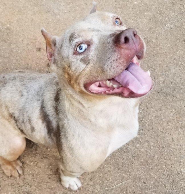 Enlarge Shandi, a Adoptable mixed breed in Greensboro, GA image 3/5