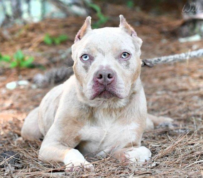 Enlarge Shandi, a Adoptable mixed breed in Greensboro, GA image 1/5