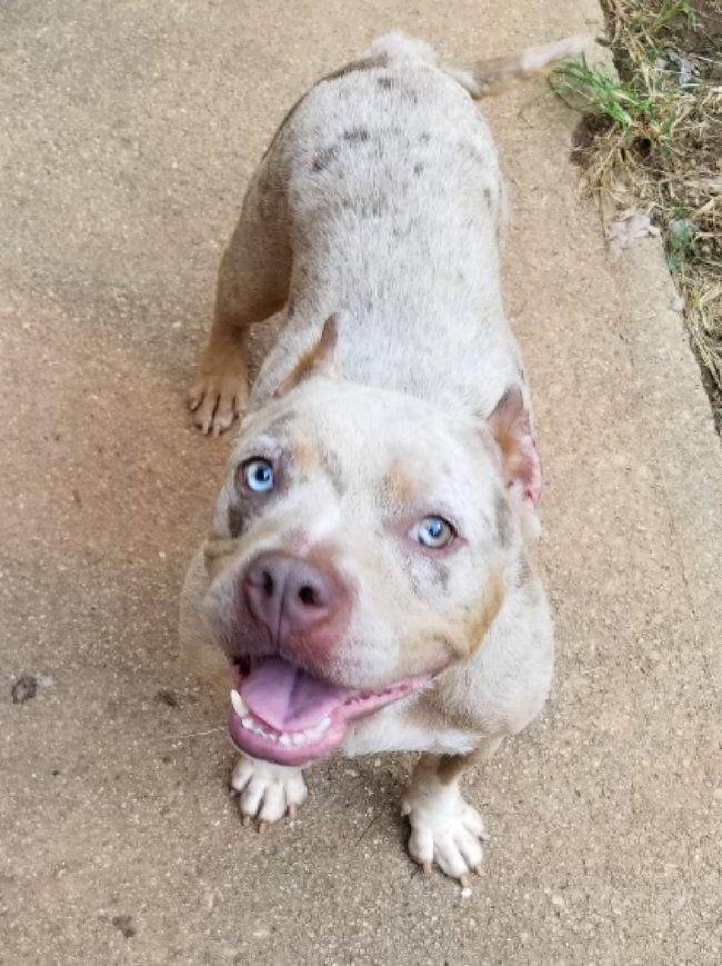 Enlarge Shandi, a Adoptable mixed breed in Greensboro, GA image 2/5