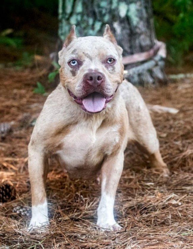 Enlarge Shandi, a Adoptable mixed breed in Greensboro, GA image 5/5