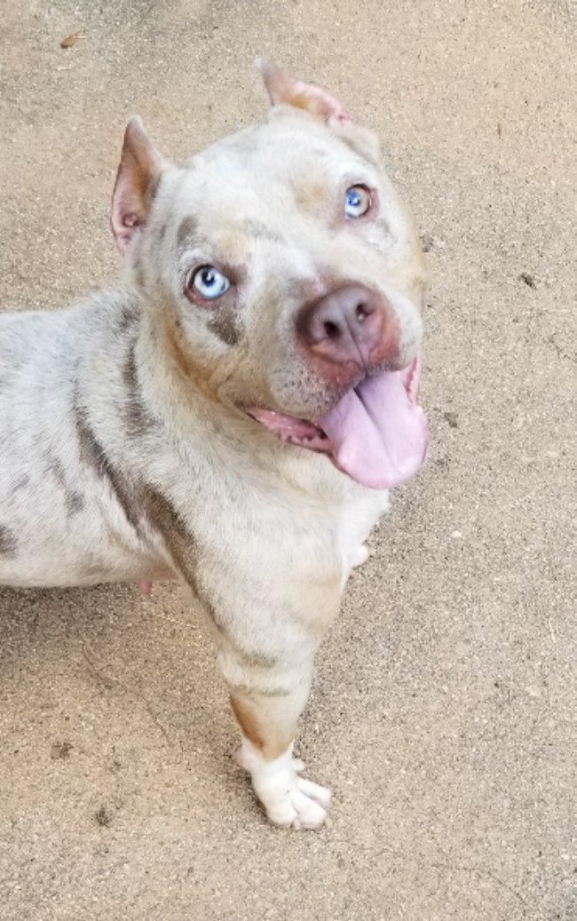 Enlarge Shandi, a Adoptable mixed breed in Greensboro, GA image 4/5