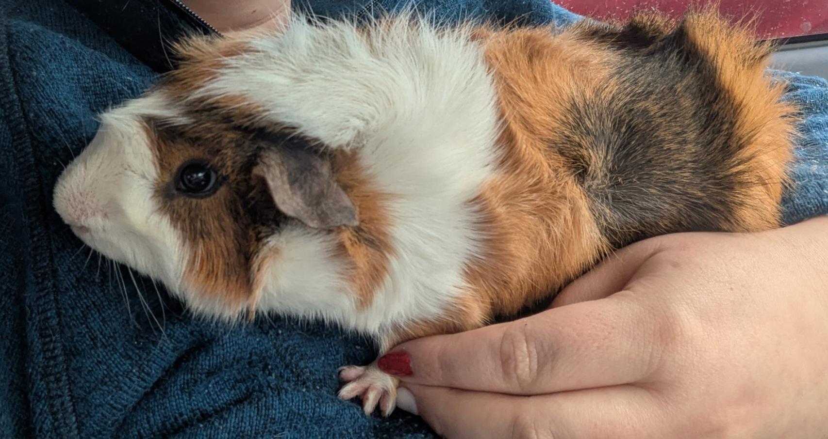 Enlarge Cheese, a ADOPTABLE mixed breed in Flanders, NJ image 1/1