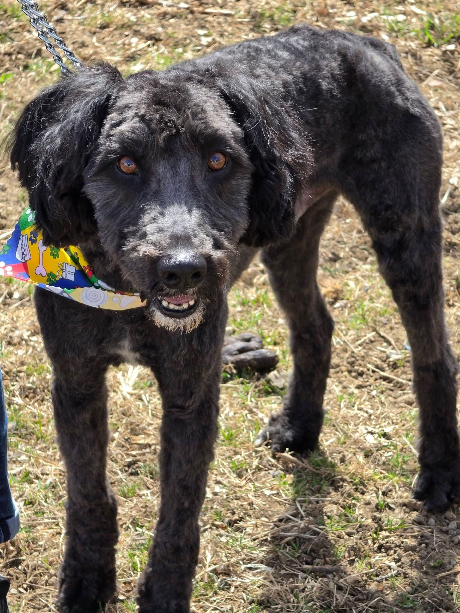 Enlarge Asher, an adopted Schnoodle in Walthill, NE image 3/5