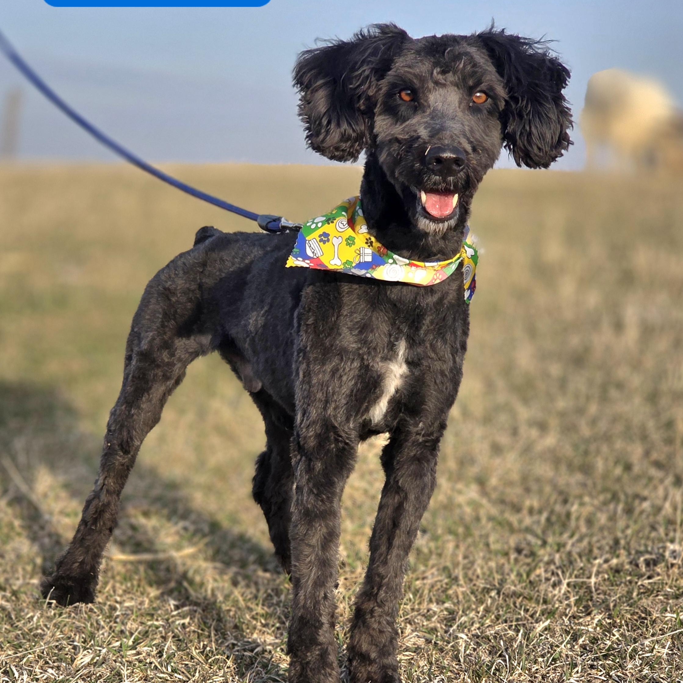 Enlarge Asher, an adopted Schnoodle in Walthill, NE image 1/5