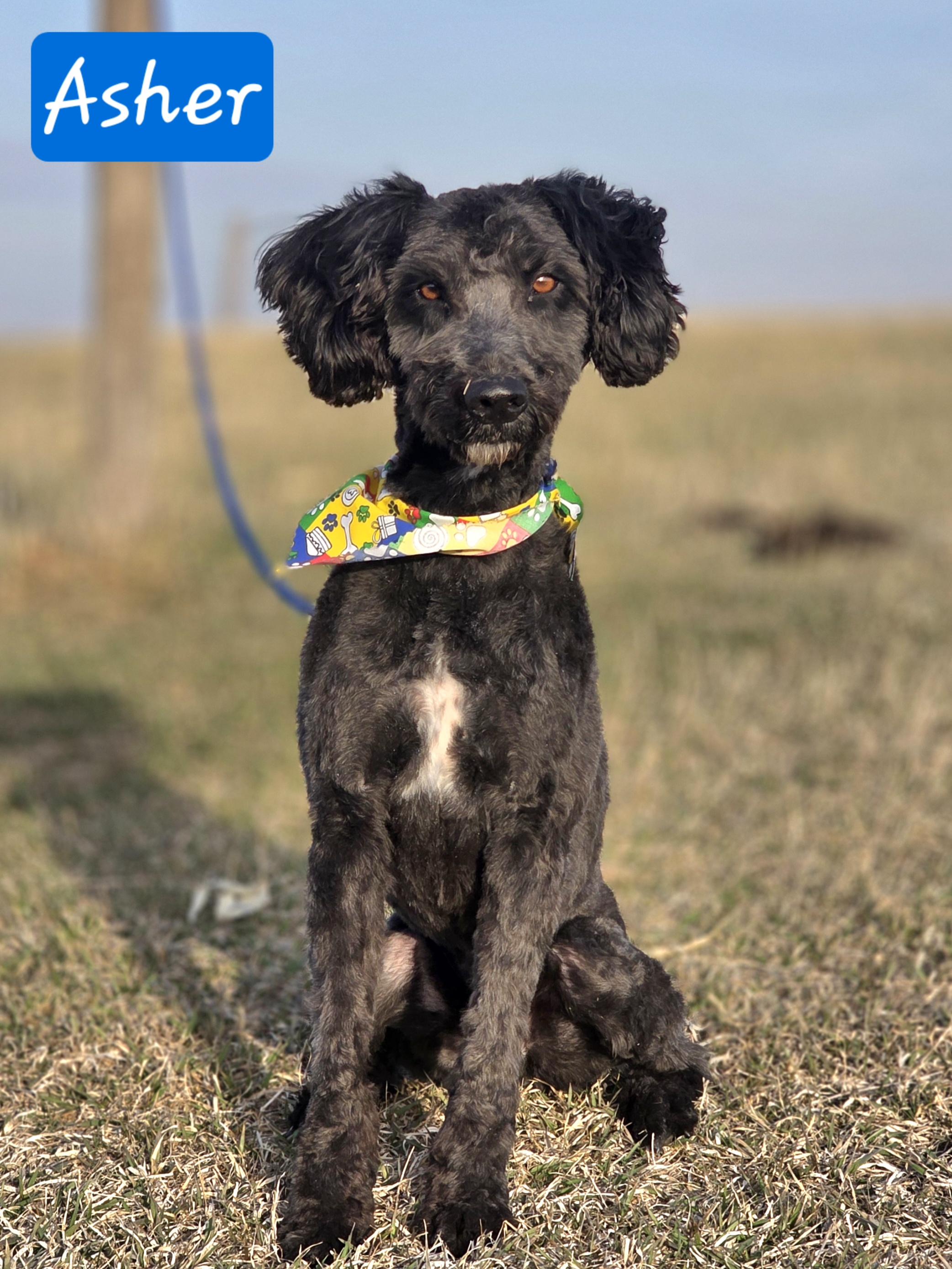 Enlarge Asher, an adopted Schnoodle in Walthill, NE image 2/5