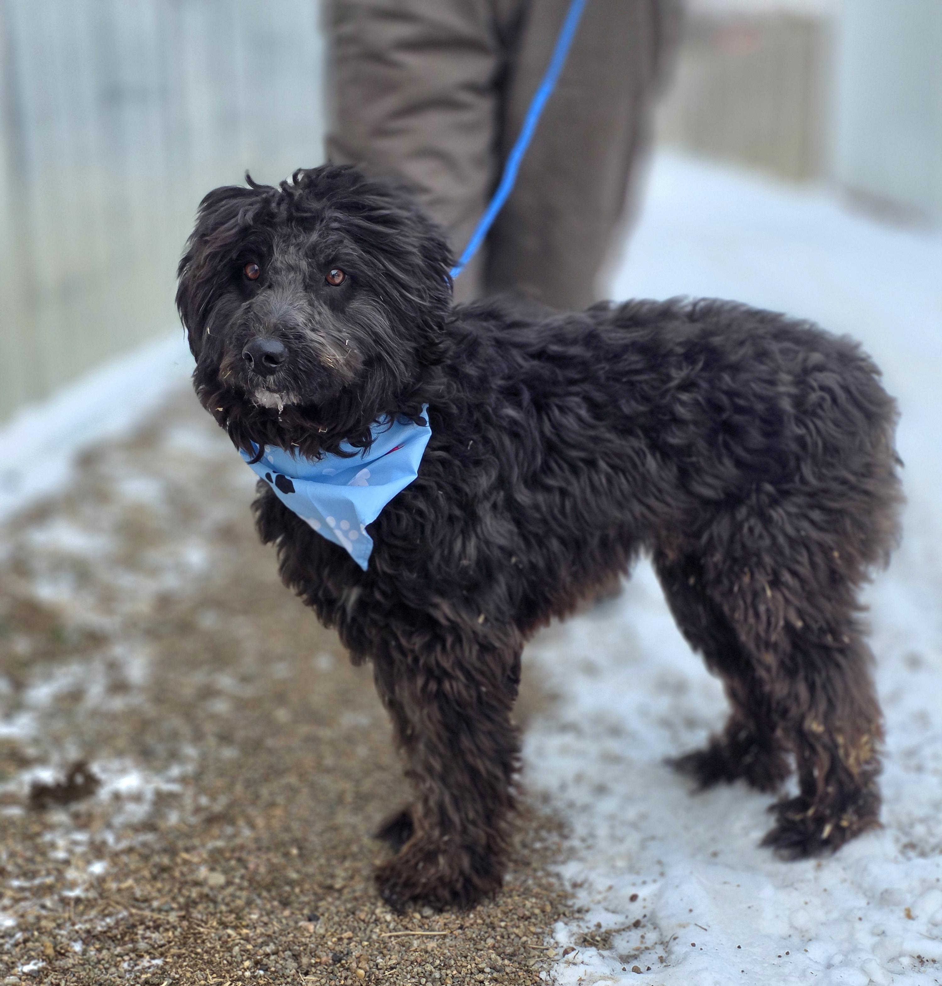 Enlarge Asher, an adopted Schnoodle in Walthill, NE image 5/5