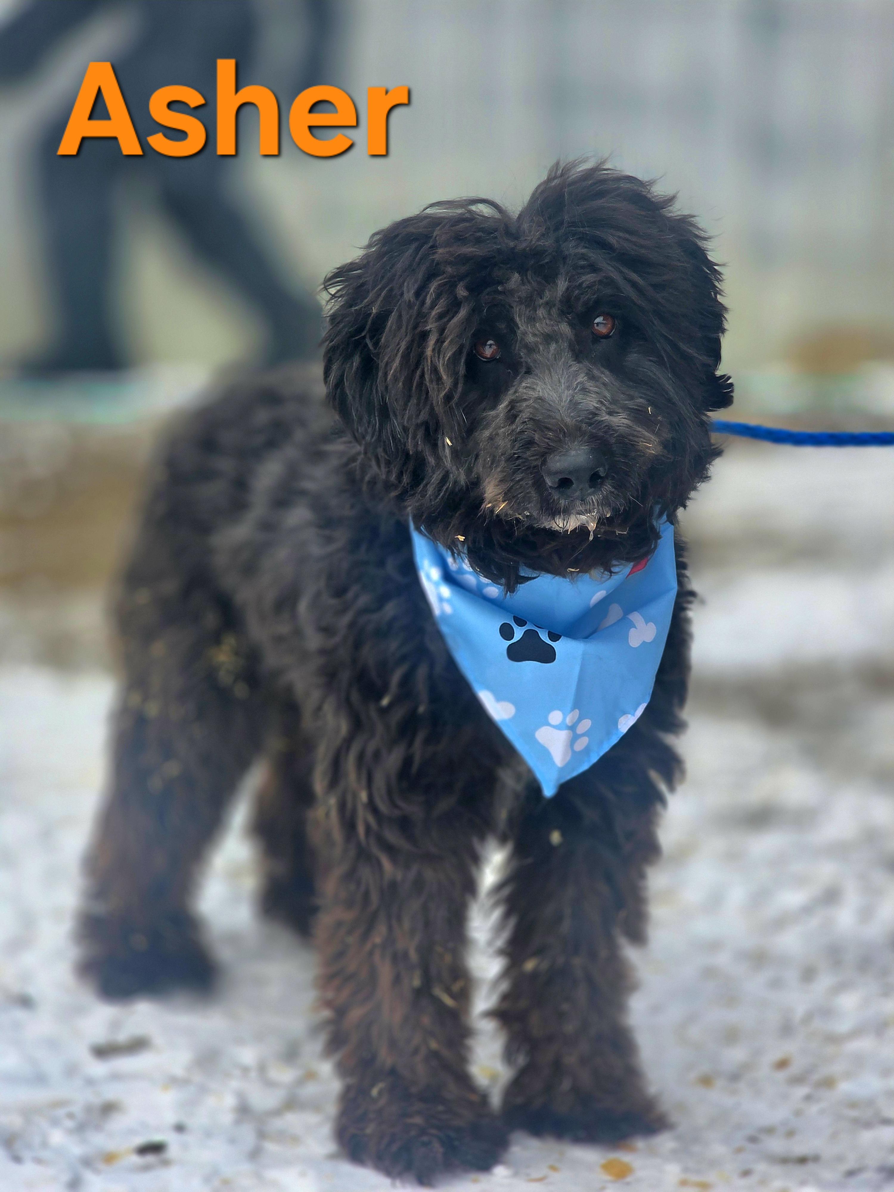 Enlarge Asher, an adopted Schnoodle in Walthill, NE image 4/5