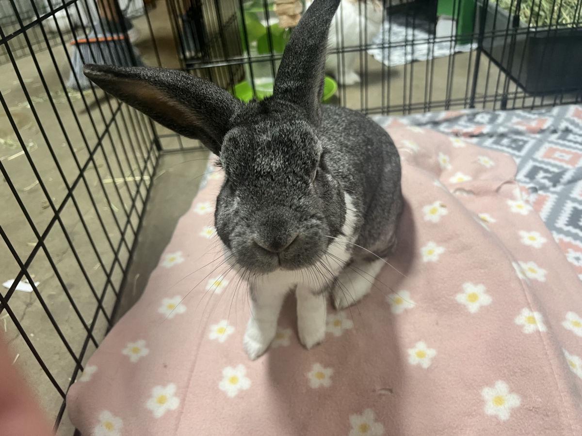 Enlarge Topcho, a Adoptable Bunny Rabbit in LAS VEGAS, NV image 1/1