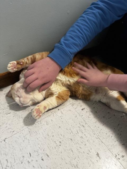 Enlarge Canelo, a ADOPTABLE Domestic Short Hair in Hutchinson, MN image 6/6
