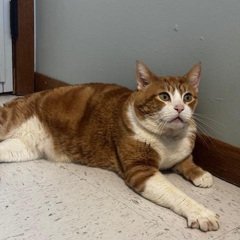 Canelo, ADOPTABLE, Adult Male Domestic Short Hair.