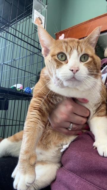 Enlarge Canelo, a ADOPTABLE Domestic Short Hair in Hutchinson, MN image 4/6