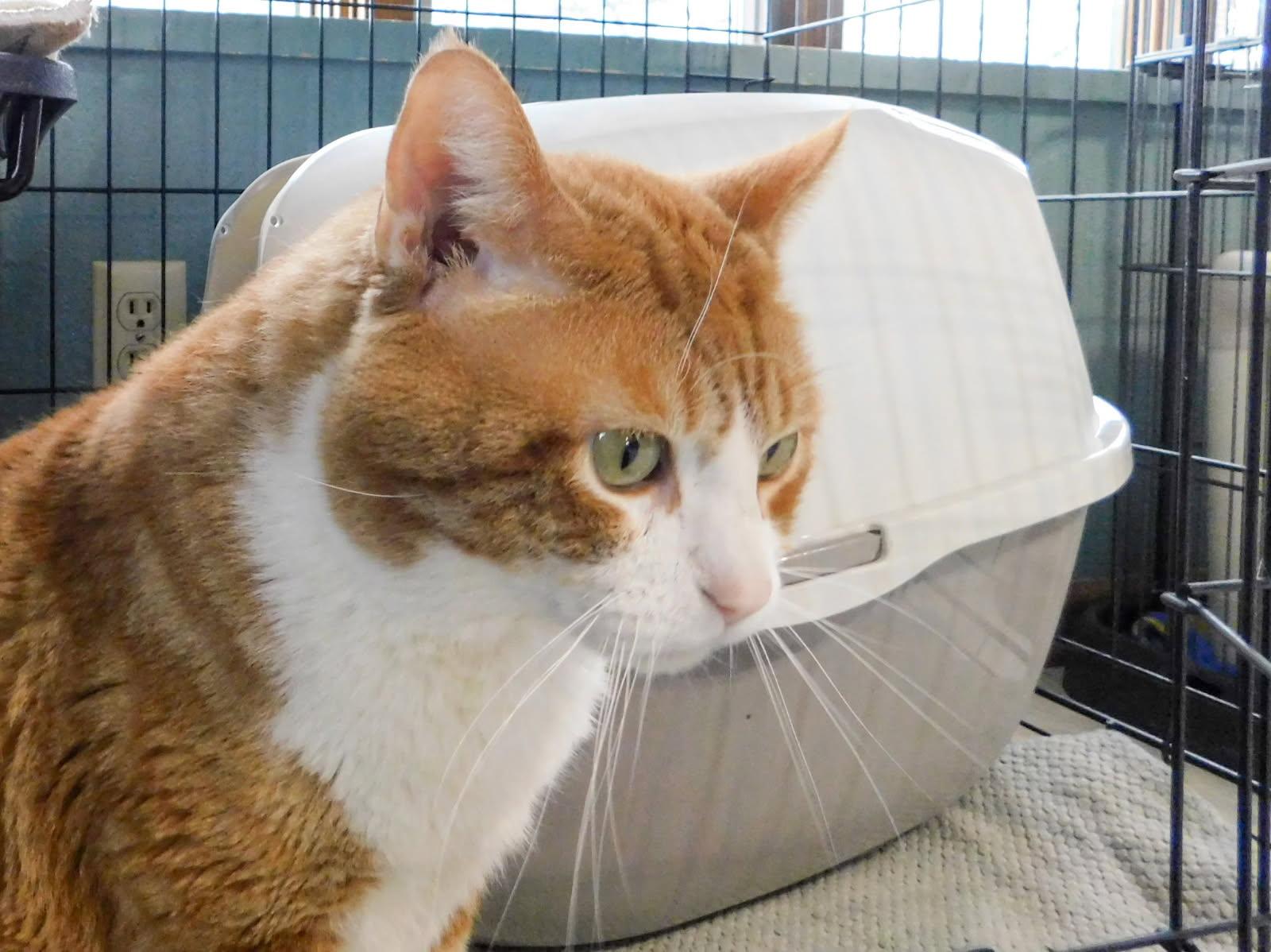 Enlarge Canelo, a ADOPTABLE Domestic Short Hair in Hutchinson, MN image 3/6