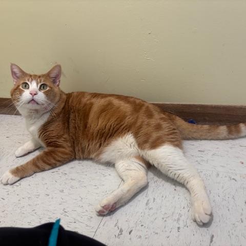Enlarge Canelo, a ADOPTABLE Domestic Short Hair in Hutchinson, MN image 2/6