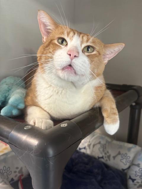 Canelo, ADOPTABLE, Adult Male Domestic Short Hair.
