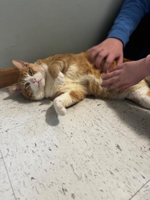 Enlarge Canelo, a ADOPTABLE Domestic Short Hair in Hutchinson, MN image 5/6