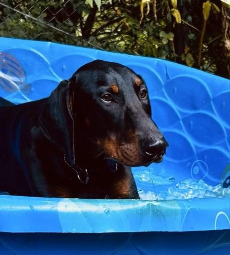 Enlarge Toby, a Adopted Doberman Pinscher in Silver Spring, MD image 3/5