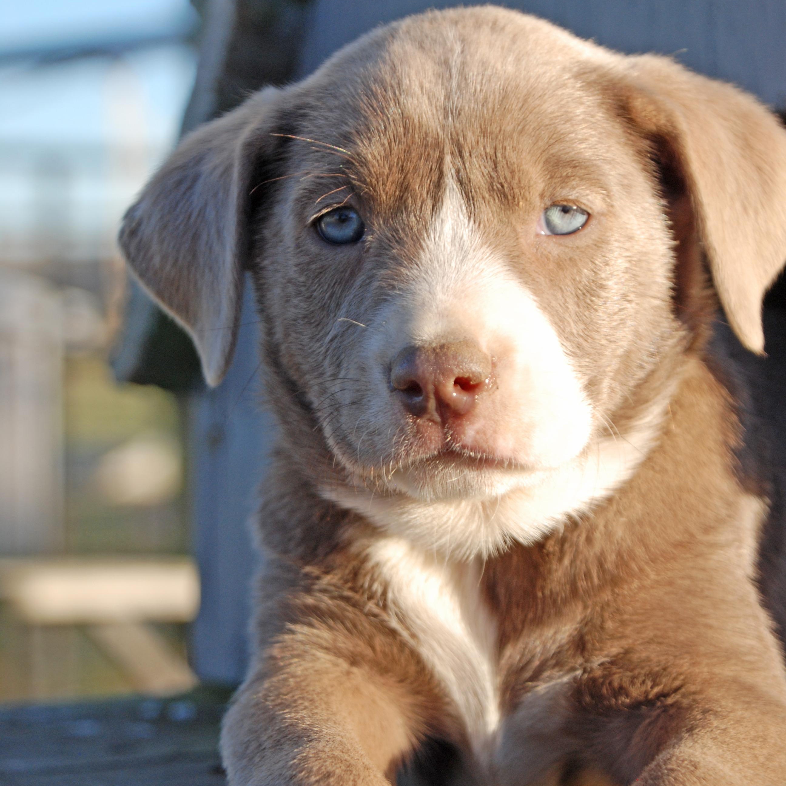 Enlarge Belle, a ADOPTABLE mixed breed in Madisonville, TX image 2/5